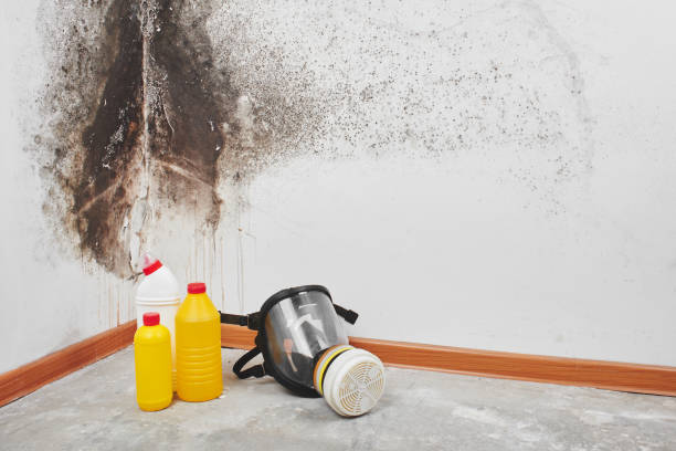Best Best Mold Removal Companies  in Fort Lee, NJ
