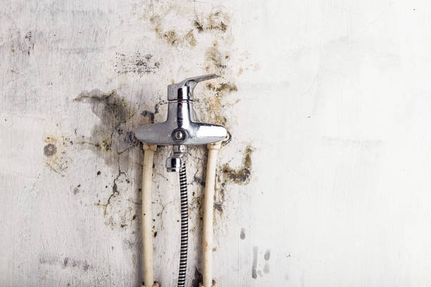 Best Residential Mold Removal  in Fort Lee, NJ