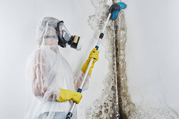 Best Mold Damage Repair  in Fort Lee, NJ