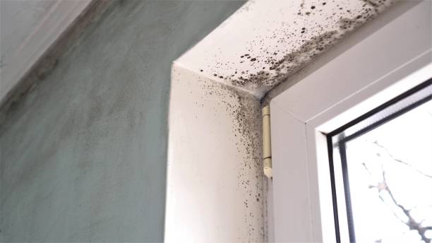 Best Best Mold Removal Companies  in Fort Lee, NJ