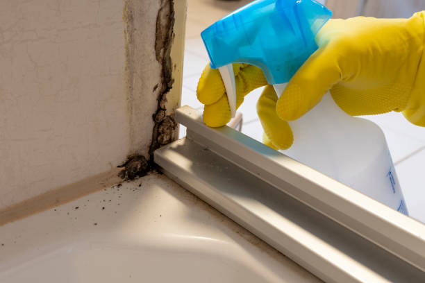 Best Mold Cleaning Services  in Fort Lee, NJ