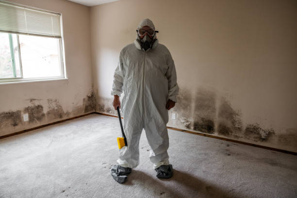 Best Residential Mold Removal  in Fort Lee, NJ