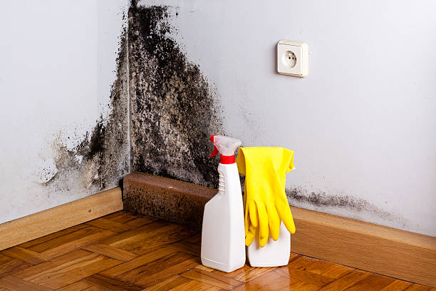 Fort Lee, NJ Mold Removal Company